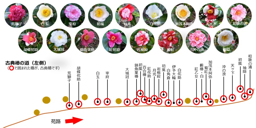 椿を観る 城南宮 椿図鑑 城南宮