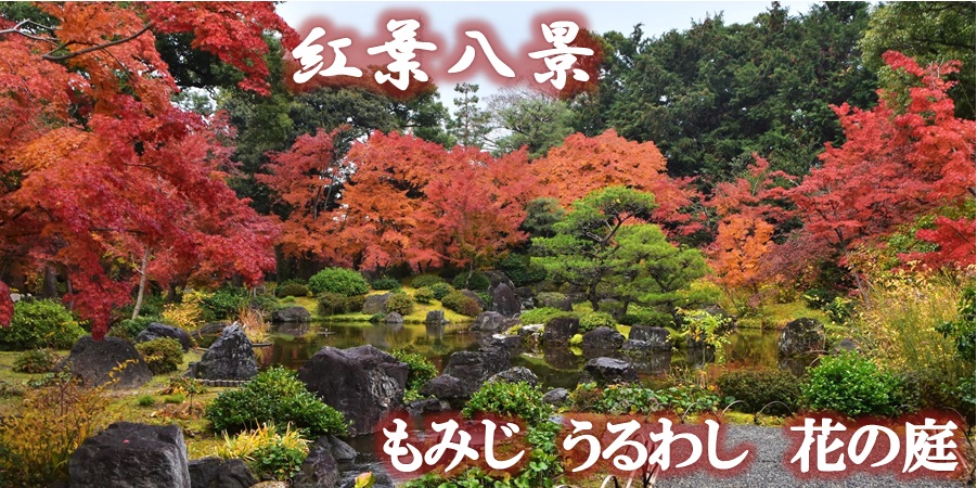 紅葉八景と秋咲き椿 城南宮